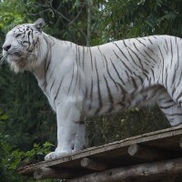 Wei&szlig;er Tiger