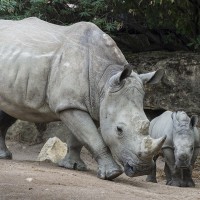 S&uuml;dliches Breitmaulnashorn