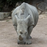 S&uuml;dliches Breitmaulnashorn