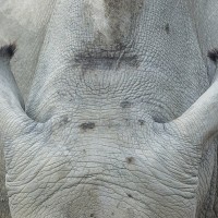 S&uuml;dliches Breitmaulnashorn