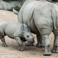 S&uuml;dliches Breitmaulnashorn
