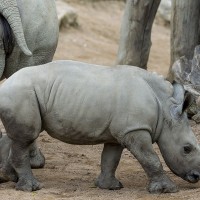 S&uuml;dliches Breitmaulnashorn