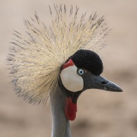 Kronenkranich