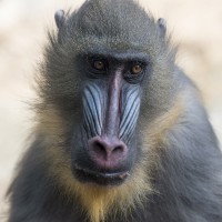 Mandril