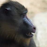 Mandril