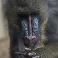 Mandril