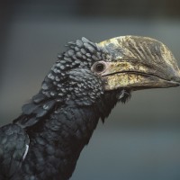 Silberwangen-Hornvogel