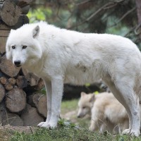 Polarwolf