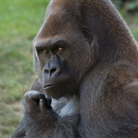 Westlicher Flachlandgorilla