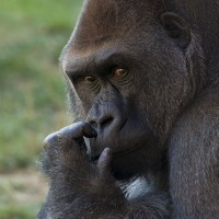 Westlicher Flachlandgorilla