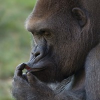 Westlicher Flachlandgorilla