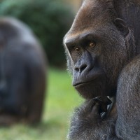 Westlicher Flachlandgorilla