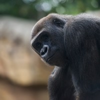 Westlicher Flachlandgorilla