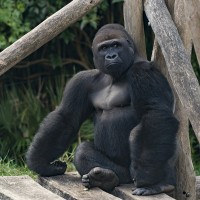 Westlicher Flachlandgorilla