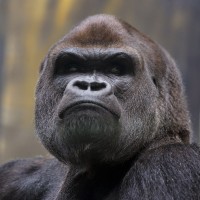 Westlicher Flachlandgorilla