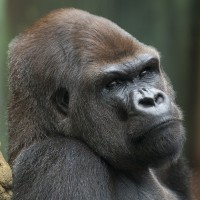 Westlicher Flachlandgorilla