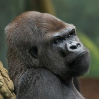Westlicher Flachlandgorilla