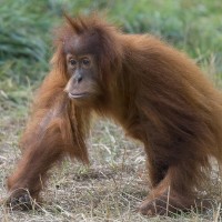 Orang-Utan