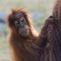 Orang-Utan