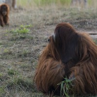 Orang-Utan