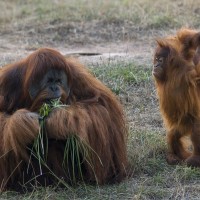 Orang-Utan