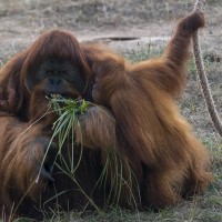 Orang-Utan