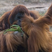 Orang-Utan
