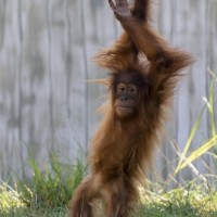Orang-Utan