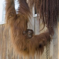 Orang-Utan