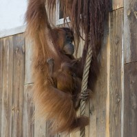 Orang-Utan