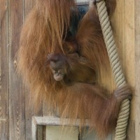 Orang-Utan