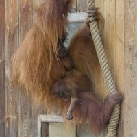 Orang-Utan