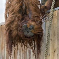 Orang-Utan