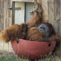 Orang-Utan