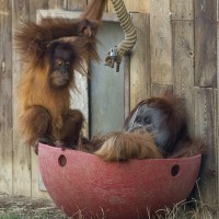 Orang-Utan