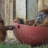 Orang-Utan