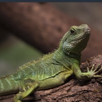 Gr&uuml;ne Wasseragame