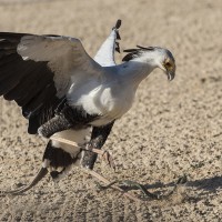 Sekret&auml;r