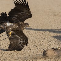 Steinadler