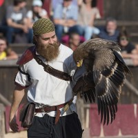 Steinadler