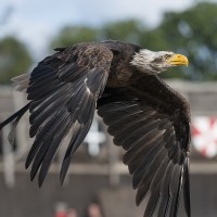 Wei&szlig;kopfseeadler