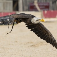 Wei&szlig;kopfseeadler