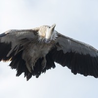 G&auml;nsegeier
