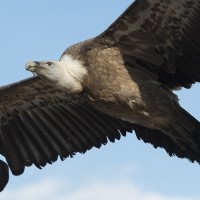G&auml;nsegeier