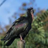 Waldrapp