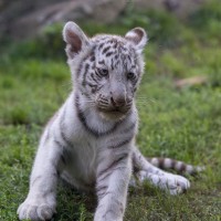 Wei&szlig;er Tiger