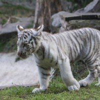 Wei&szlig;er Tiger