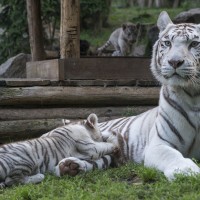 Wei&szlig;er Tiger