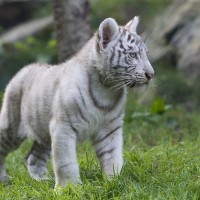 Wei&szlig;er Tiger