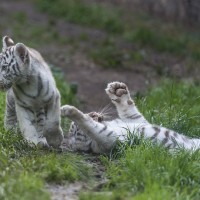 Wei&szlig;er Tiger